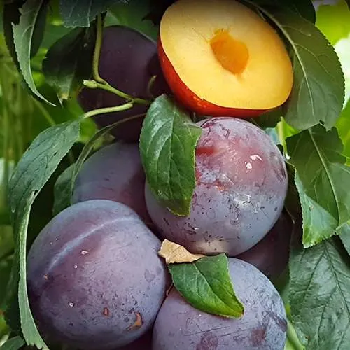 НЕКТАПРИУМ  НЕКТАПРИУМ в Смоленске