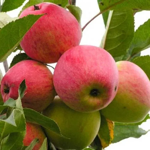 Яблоня МЕЧТА  Яблоня МЕЧТА в Смоленске