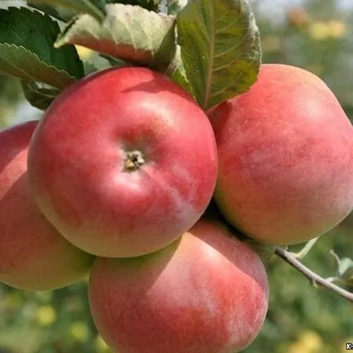 Яблоня ВЭМ-РОЗОВЫЙ  Яблоня ВЭМ-РОЗОВЫЙ в Смоленске