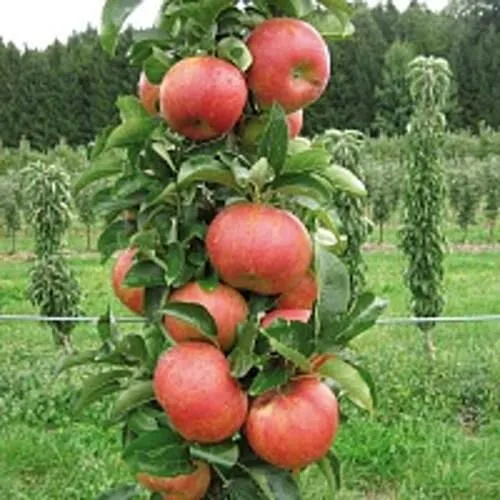 Яблоня ЯНТАРНОЕ ОЖЕРЕЛЬЕ колонновидная  Яблоня ЯНТАРНОЕ ОЖЕРЕЛЬЕ колонновидная в Смоленске