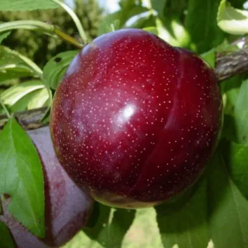 ШАРАФУГА  ШАРАФУГА в Смоленске