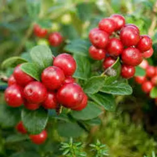 Брусника садовая РУНО БЕЛЯВСКИ  Брусника садовая РУНО БЕЛЯВСКИ в Смоленске