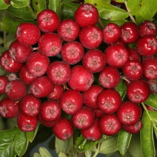 Рябина РУБИНОВАЯ сладкоплодная  Рябина РУБИНОВАЯ сладкоплодная в Смоленске