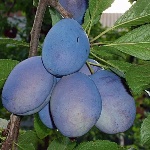 Слива ОДА Слива ОДА