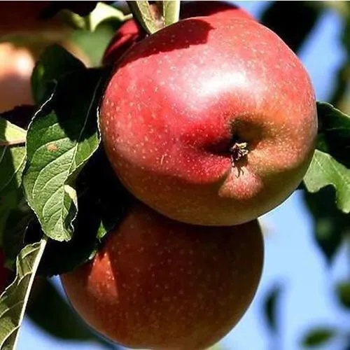 Яблоня АНТЕЙ КИЕВСКИЙ колонновидная  Яблоня АНТЕЙ КИЕВСКИЙ колонновидная в Смоленске