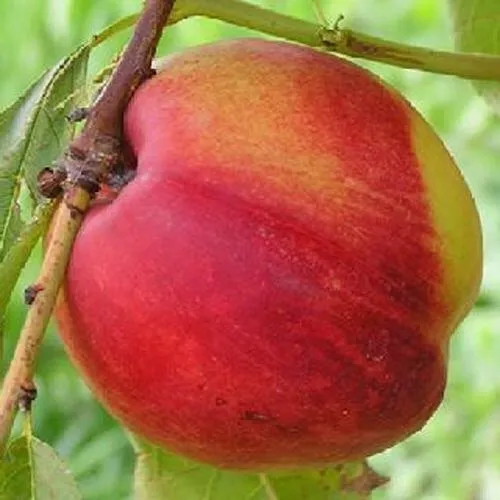 Нектарин СТАРК РЕД ГОЛД  Нектарин СТАРК РЕД ГОЛД в Смоленске