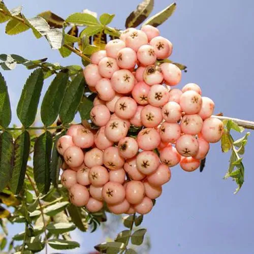 Рябина ПИНК ВЕЙЛ  Рябина ПИНК ВЕЙЛ в Смоленске