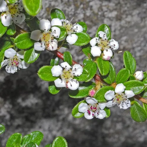 Кизильник ТАНГСТЕДТ горизонтальный   Кизильник ТАНГСТЕДТ горизонтальный  в Смоленске