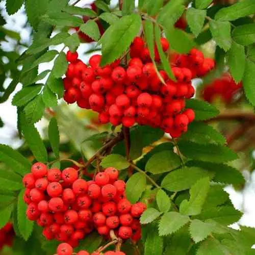 Рябина ОБЫКНОВЕННАЯ  Рябина ОБЫКНОВЕННАЯ в Смоленске