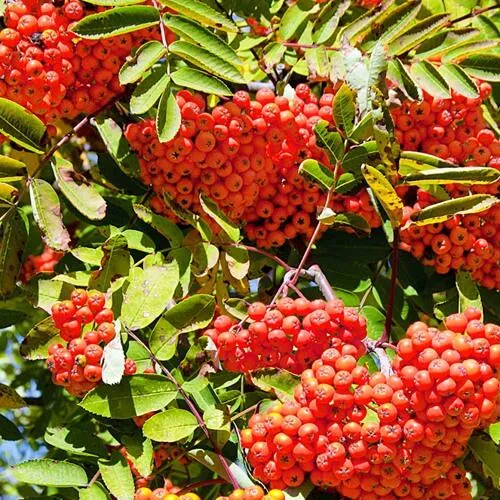 саженец рябины Сорбинка саженец рябины Сорбинка