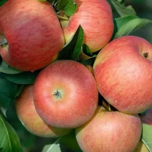 Яблоня ТОПАЗ  Яблоня ТОПАЗ в Смоленске