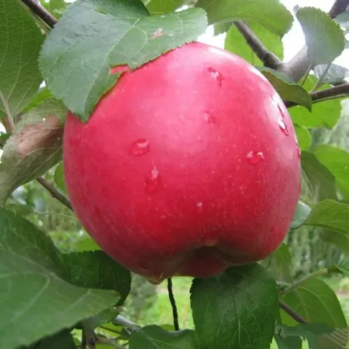 Яблоня АМУЛЕТ  Яблоня АМУЛЕТ в Смоленске