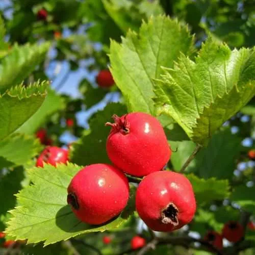 Боярышник МЯГКОВАТЫЙ  Боярышник МЯГКОВАТЫЙ в Смоленске