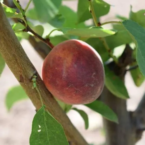 Плумкот БИРИКОККОЛО СУЗИНКОККО  Плумкот БИРИКОККОЛО СУЗИНКОККО в Смоленске