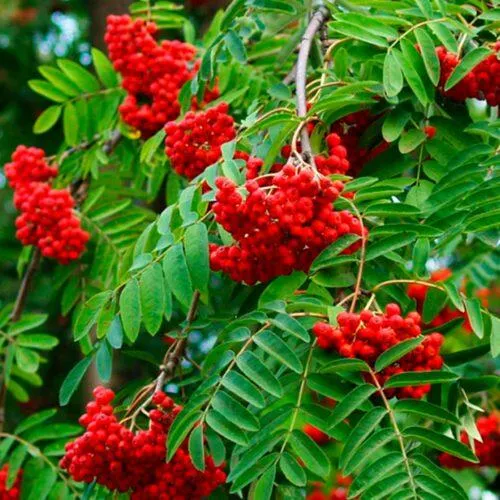 Рябина ПЛАКУЧАЯ сладкоплодная  Рябина ПЛАКУЧАЯ сладкоплодная в Смоленске