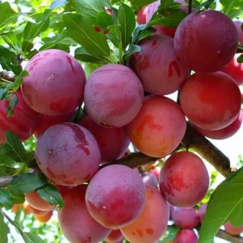 Слива НЕКТАРИННАЯ АРОМАТНАЯ  Слива НЕКТАРИННАЯ АРОМАТНАЯ в Смоленске