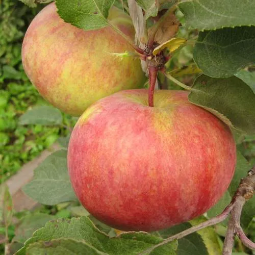 Яблоня ПЕРВОУРАЛЬСКОЕ  Яблоня ПЕРВОУРАЛЬСКОЕ в Смоленске