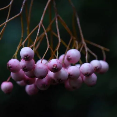 Рябина ПЕКИНСКАЯ сладкоплодная  Рябина ПЕКИНСКАЯ сладкоплодная в Смоленске