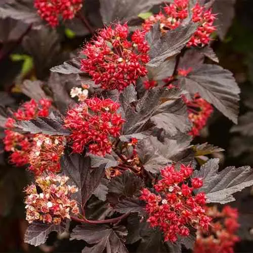 Пузыреплодник РЕД БАРОН  Пузыреплодник РЕД БАРОН в Смоленске