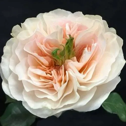 Саженцы роз ЧАРИТИ английская  Саженцы роз ЧАРИТИ английская в Смоленске