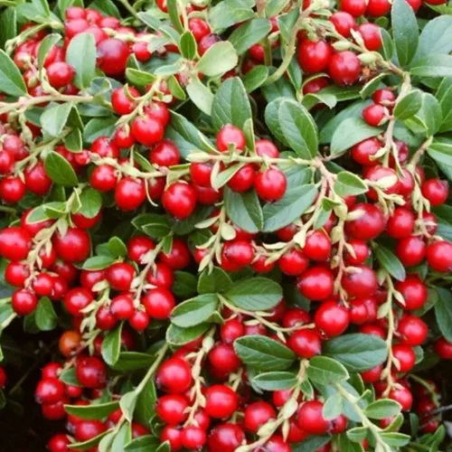 саженцы брусники саженцы брусники