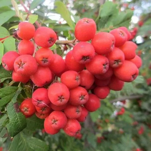 Рябина НЕВЕЖИНСКАЯ сладкоплодная  Рябина НЕВЕЖИНСКАЯ сладкоплодная в Смоленске