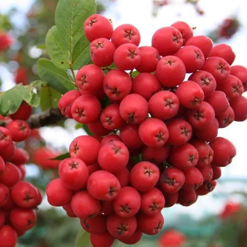 Рябина АЛАЯ КРУПНАЯ сладкоплодная  Рябина АЛАЯ КРУПНАЯ сладкоплодная в Смоленске