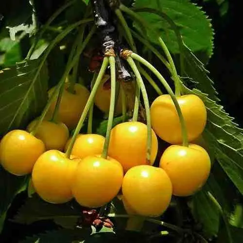 Черешня ЧЕРМАШНАЯ  Черешня ЧЕРМАШНАЯ в Смоленске