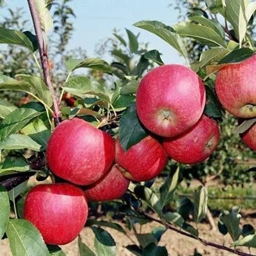 Яблоня АПОРТ  Яблоня АПОРТ в Смоленске