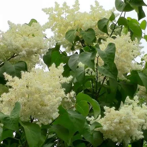 Сирень АМУРСКАЯ в Смоленске