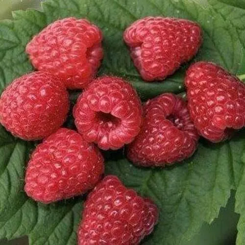 Малина ЗЮГАНА  Малина ЗЮГАНА в Смоленске