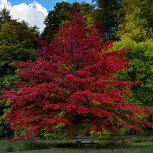 Дуб болотный  Дуб болотный в Смоленске