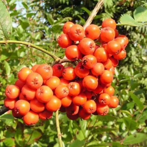 Рябина КОНЦЕНТРА сладкоплодная  Рябина КОНЦЕНТРА сладкоплодная в Смоленске