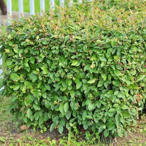 Кизильник блестящий  Кизильник блестящий в Смоленске