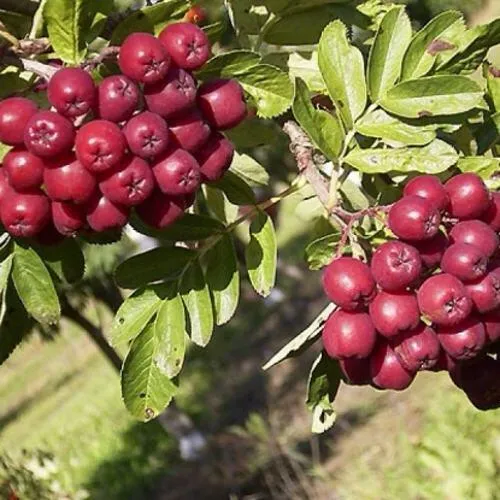 Рябина БУРКА сладкоплодная  Рябина БУРКА сладкоплодная в Смоленске