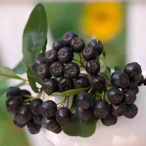 саженцы аронии саженцы аронии