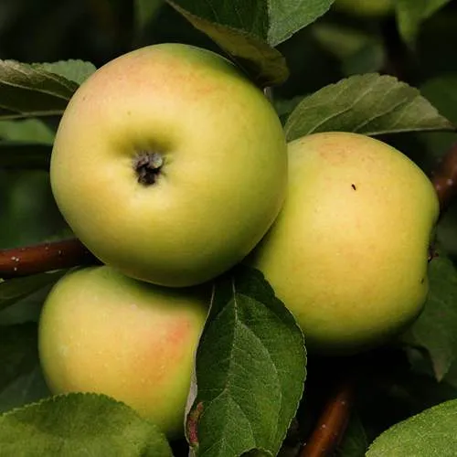 Яблоня ДАНИЛА  Яблоня ДАНИЛА в Смоленске