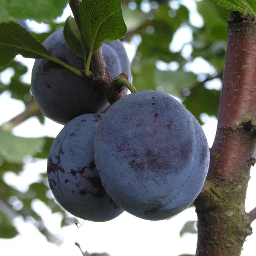 Слива ВЕНГЕРКА БЕЛОРУССКАЯ  Слива ВЕНГЕРКА БЕЛОРУССКАЯ в Смоленске