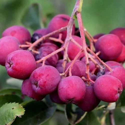 Рябина ДЕСЕРТНАЯ МИЧУРИНА сладкоплодная  Рябина ДЕСЕРТНАЯ МИЧУРИНА сладкоплодная в Смоленске