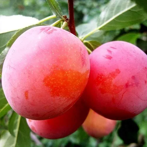 Слива КОМЕТА  Слива КОМЕТА в Смоленске