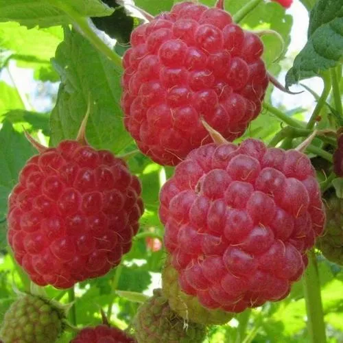 Малина НОВОСТЬ КУЗЬМИНА  в Смоленске