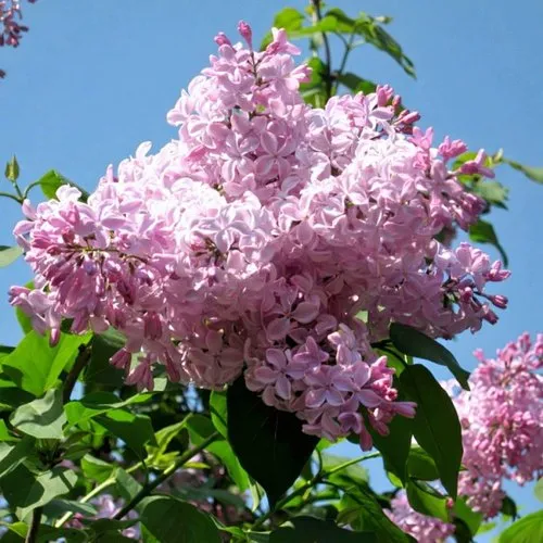 Сирень БУФФОН в Смоленске