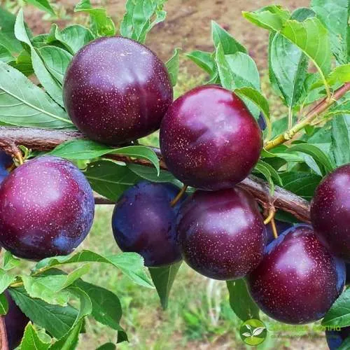 Шарафуга ВЕЛЬВЕТ САНРАЙЗ  Шарафуга ВЕЛЬВЕТ САНРАЙЗ в Смоленске