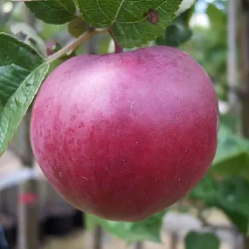 Яблоня НОРИС  Яблоня НОРИС в Смоленске