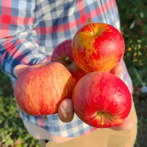 Яблоня КРАСАВИТА  Яблоня КРАСАВИТА в Смоленске