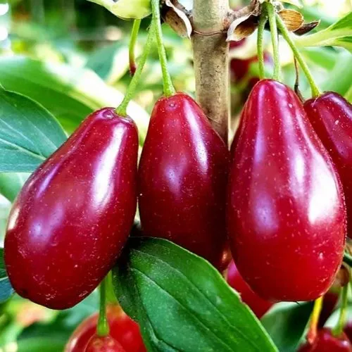 Кизил ВЛАДИМИРСКИЙ в Смоленске