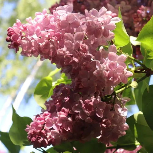 Сирень МЕДОВЫЙ СПАС в Смоленске