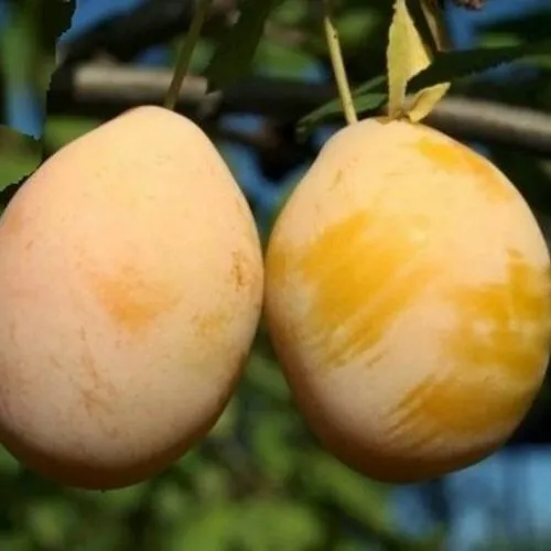 Слива ВАШИНГТОН  Слива ВАШИНГТОН в Смоленске