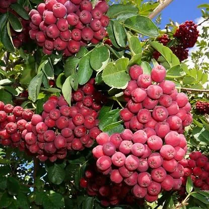 Рябина ГРАНАТНАЯ сладкоплодная  Рябина ГРАНАТНАЯ сладкоплодная в Смоленске