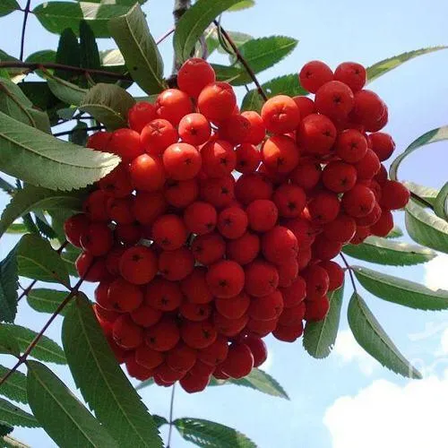 Рябина САХАРНАЯ ПЕТРОВА сладкоплодная  Рябина САХАРНАЯ ПЕТРОВА сладкоплодная в Смоленске